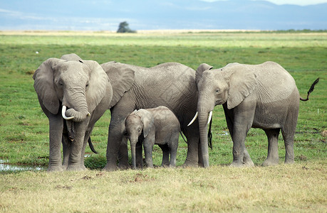 非洲象Loxodontaafricana家族图片