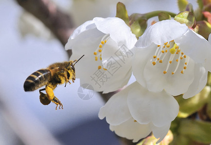 蜜蜂与花粉一起飞行图片