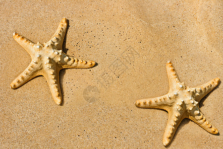 沙滩上的星鱼背景图片