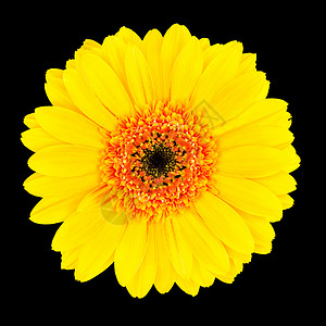 黄色Gerbera花朵头与橙色和黑色中心在图片