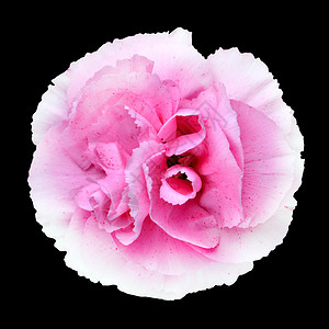 粉红白康乃馨吉利花朵在黑图片