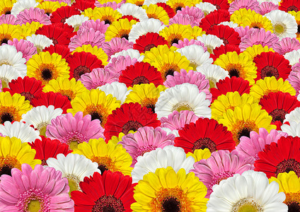 许多彩色白花红花黄花和粉红色Gerb图片
