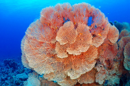 埃及红海的希克森粉丝珊瑚SubergorgiahickssoniKa图片