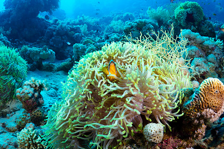 埃及红海的两带Anemone鱼Amphiprionbici图片