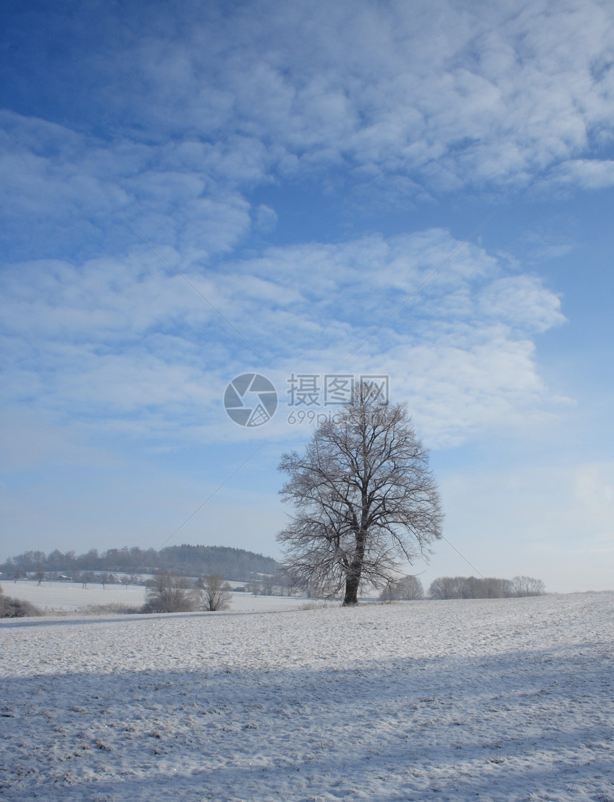 在寒冷的风景中的椴树图片