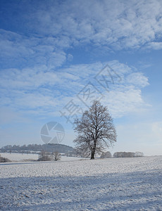 在寒冷的风景中的椴树图片