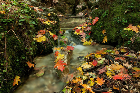 波兰的秋天溪流图片