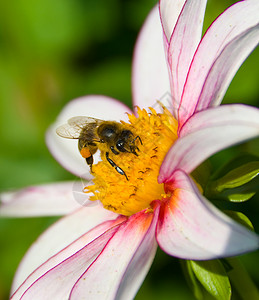 花朵上的蜜蜂收集花图片