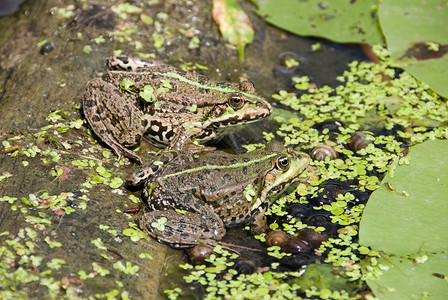 两只参差不齐的青蛙坐在水中的一棵树上图片
