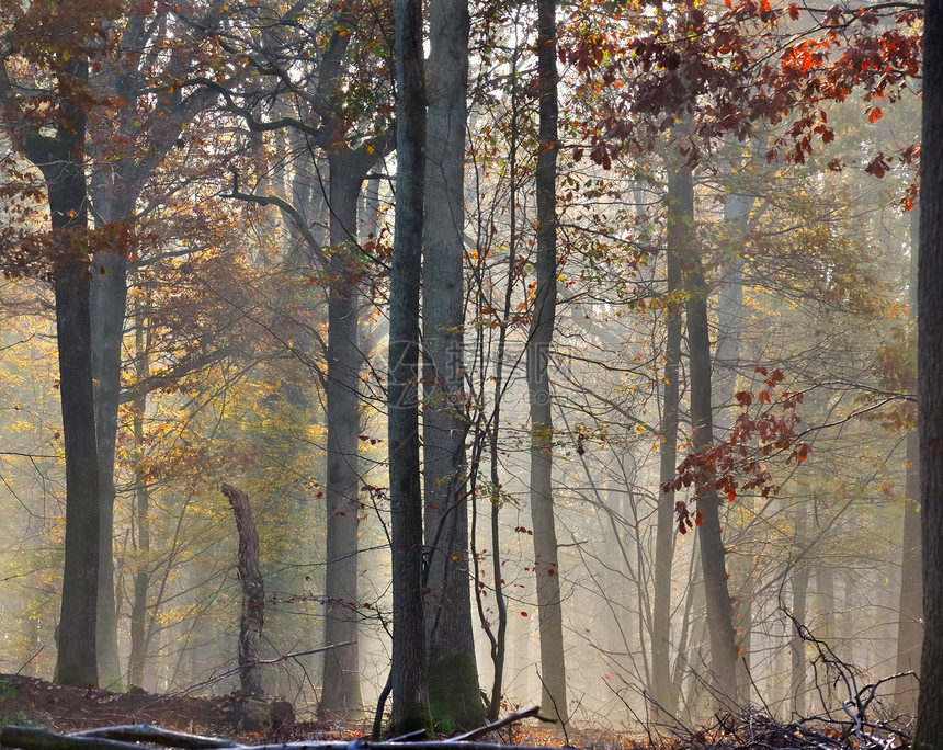 雾中森林的秋色图片