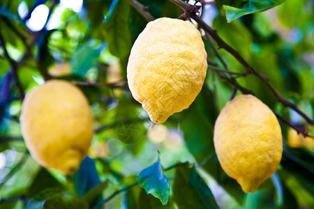 Amalfitana的树上的柠檬图片