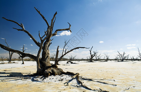 蓝天下白色盐湖上枯死的树干和四肢背景图片