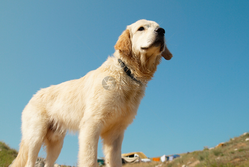 海岸上的金毛猎犬图片