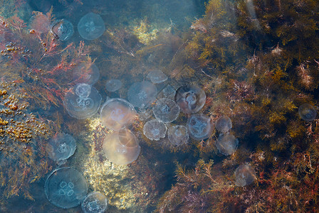 水中的水母图片