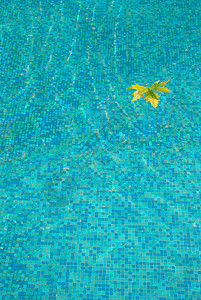 与黄色叶子的蓝色水面图片
