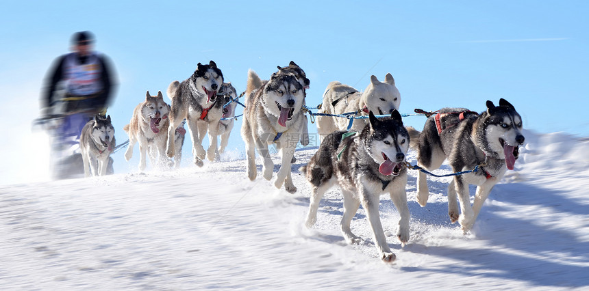 雪橇犬锦标赛图片