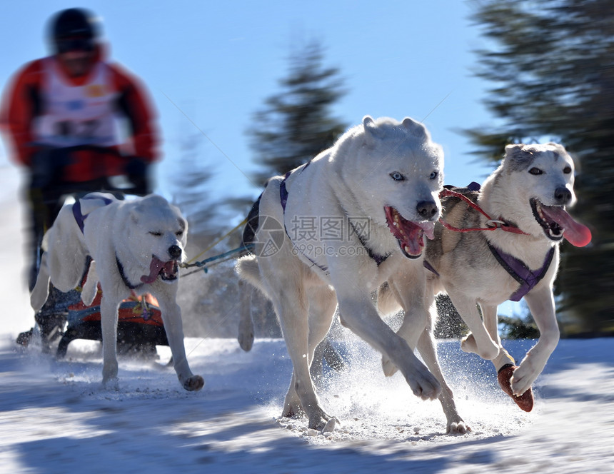 雪橇犬锦标赛图片
