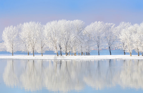 被霜盖的冬天树图片