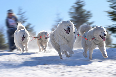 雪橇犬比赛图片