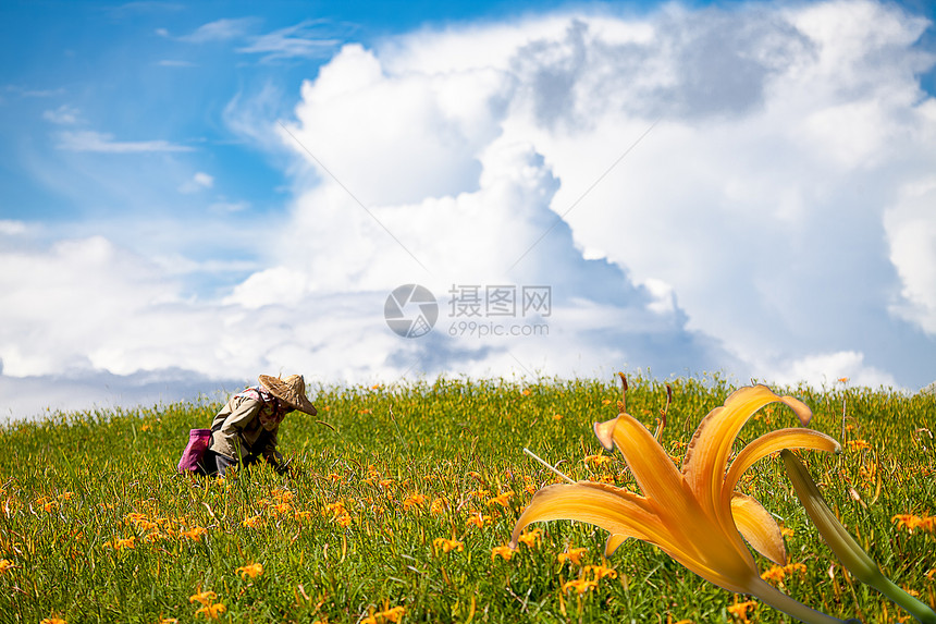 花莲节六十石山的黄花菜图片