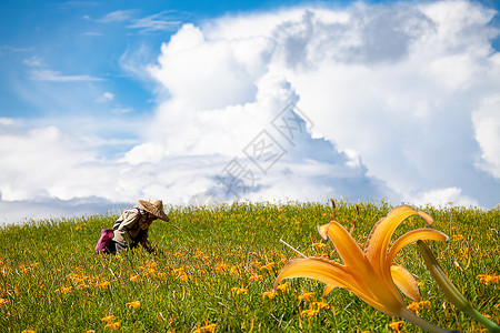 花莲节六十石山的黄花菜背景图片