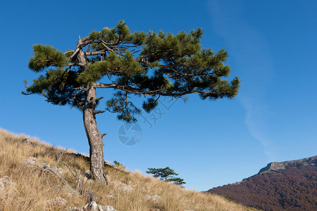 山中孤独的松树景观图片