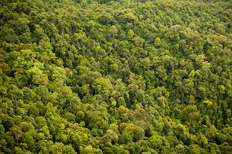 森林或丛林树冠的鸟瞰图图片
