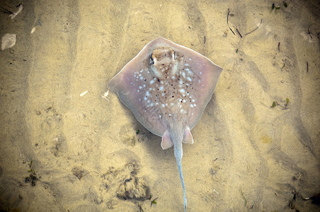澳大利亚黄貂鱼横扫海底图片
