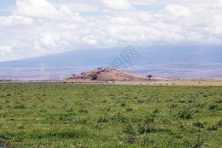 在肯尼亚Amboseli公园的Marsh图片