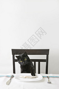 黑猫坐在桌子上试图在盘子里抓鱼图片
