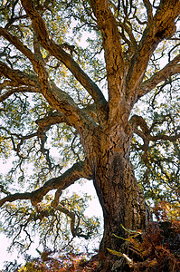 有大树干和厚树皮的百岁软木树背景图片