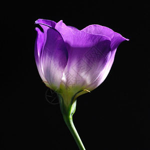 黑色背景上的紫色郁金香图片