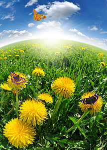 蒲公英与草地上的蝴蝶图片