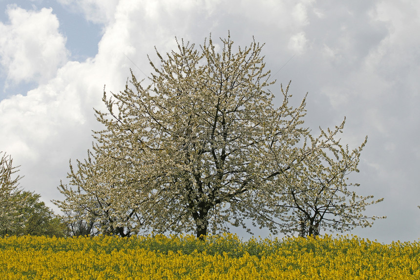 春天有油菜田的樱桃树图片