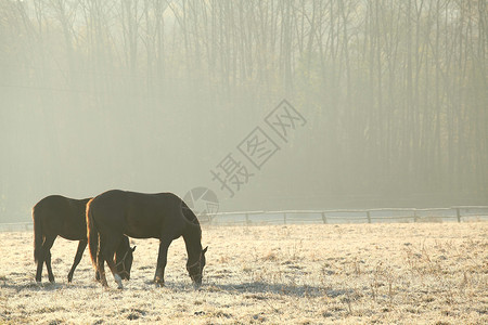十一月早晨牧场上的马图片