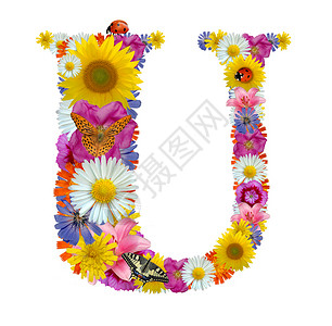 依字母顺序取自花朵有蝴蝶和在白图片
