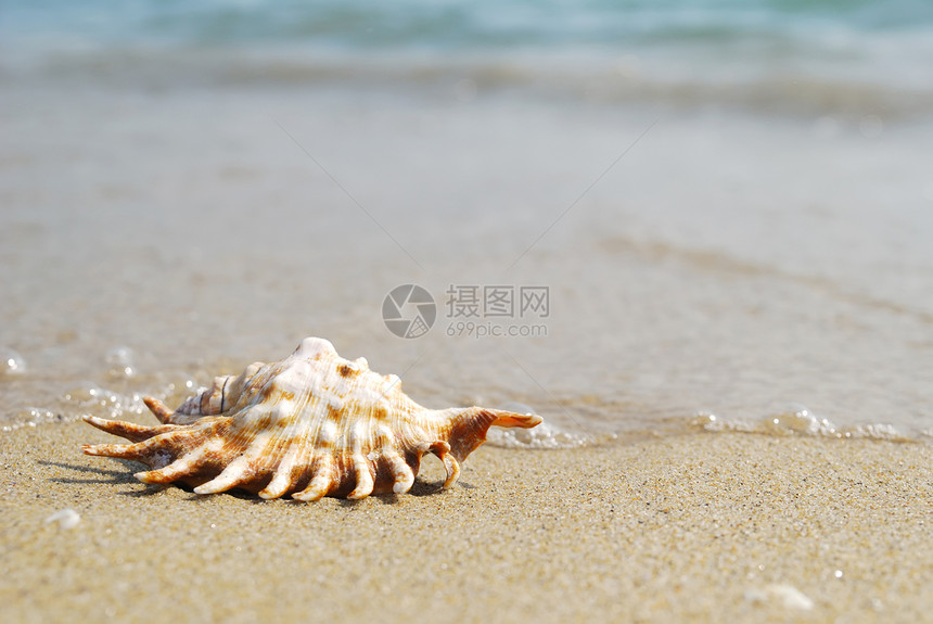 在沙滩上的黄色贝壳对海图片