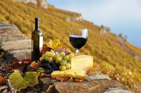 瑞士Lavaux地区葡萄园露台的红葡萄酒图片