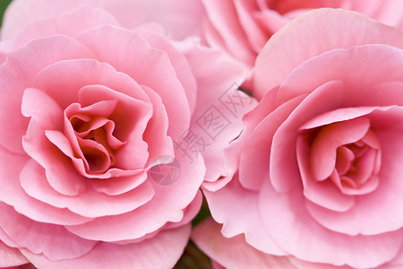 两朵粉红色花朵的近景图片