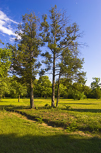 美丽的夏日早晨公园里的三棵小树图片