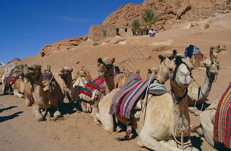 休息的骆驼图片