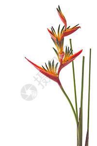 一群freangipani的花朵和两颗红图片