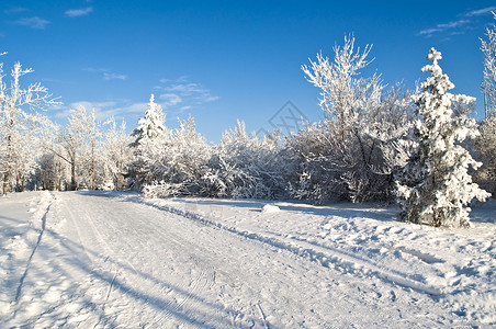 雪中的冬季公园图片