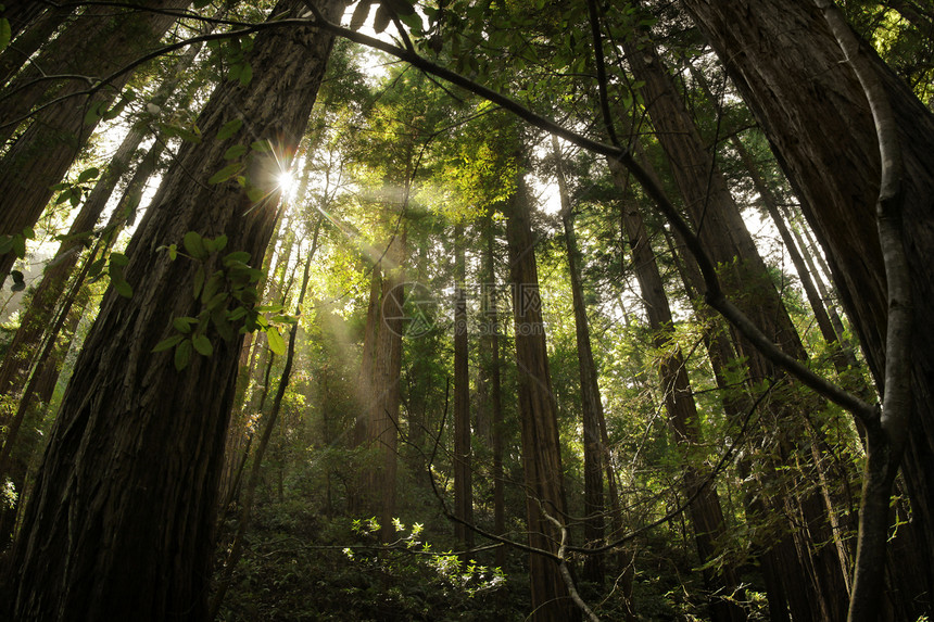 红木林的神奇景观照片树木中闪过光图片