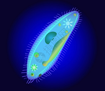 草履虫纤毛虫是一组原生动物微生物在湖泊池塘海洋河流和土壤中几乎所有水的背景