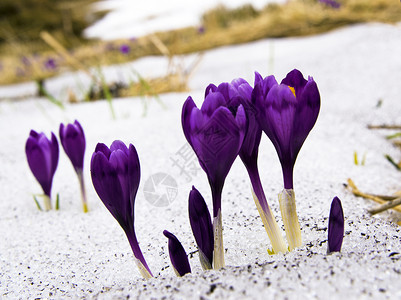 在雪地开花紫色番红花春天风景图片