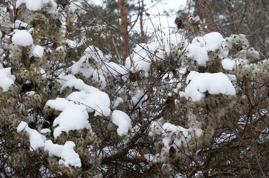 雪躺在老干草特写图片