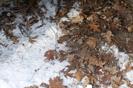 雪落在老干叶上特写背景图片