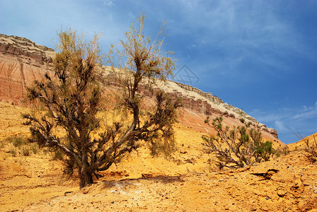 Aktau山区的SaxaulHaloxylon树图片