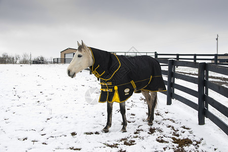 马在冬天穿外套图片